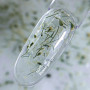 NAILS OF THE DAY Flower gel №01 НФ-00018482 Україна 15 ml